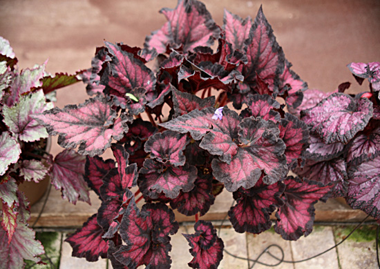 B. ‘Razzmatazz’